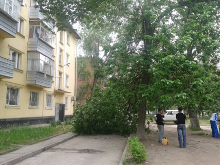 Деревья «говорят»