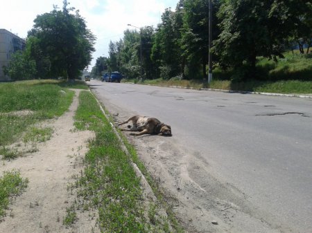 Никополь в воде и в трупах собак